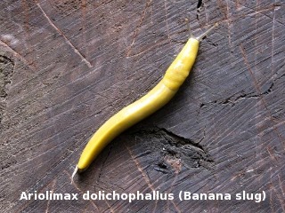 Banana slug