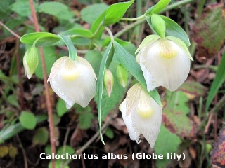 Globe lily