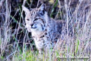 bobcat